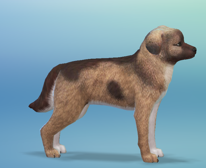 AshariaArt's tweet photo. #Asharia #AshariaArt #TheSims #TheSims4 #GermanShepherdPuppy now in my gallery! The Idea is inspired by #ANB131. She makes awesome pets. This dog is a small dog and not a real puppy! Gallery Link for the Puppy: https://t.co/43HWmrZnKr https://t.co/83bVyNRhoK
