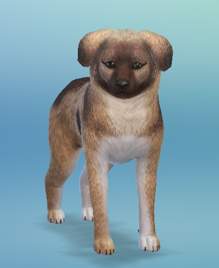 AshariaArt's tweet photo. #Asharia #AshariaArt #TheSims #TheSims4 #GermanShepherdPuppy now in my gallery! The Idea is inspired by #ANB131. She makes awesome pets. This dog is a small dog and not a real puppy! Gallery Link for the Puppy: https://t.co/43HWmrZnKr https://t.co/83bVyNRhoK