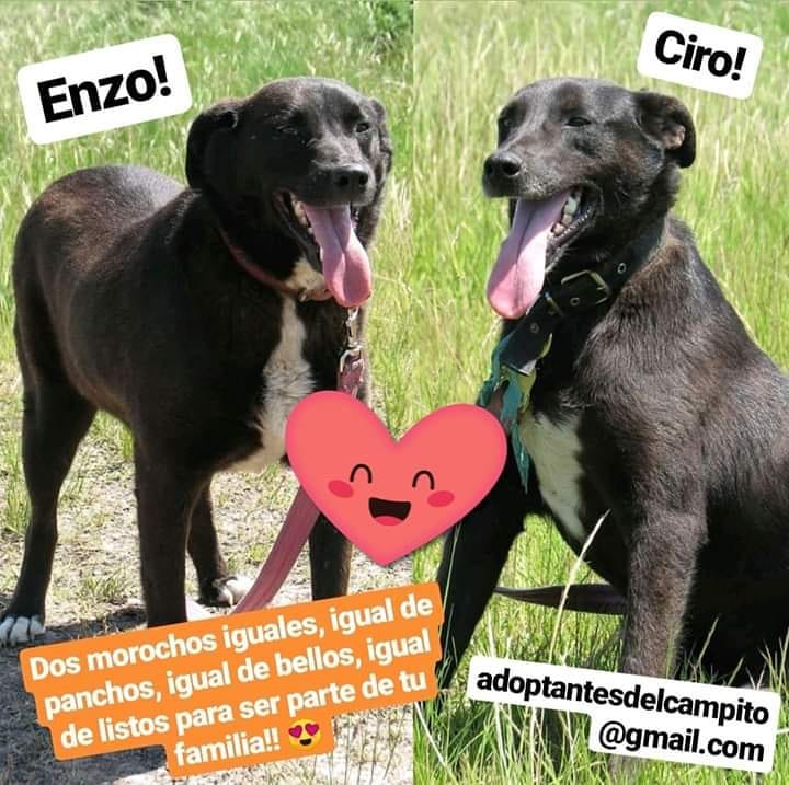 elcampito's tweet photo. Estos dos morochos hermosos esperan con ansias que llegue una familia que los ame y ellos poder darles toda su alegría y amor 💙

Si te gustaría adoptar a alguno de ellos escribinos a adoptantesdelcampito@gmail.com y nos ponemos en contacto😍

#AdoptaNoCompres #SalvaUnaVida https://t.co/VWNL8AgXIv