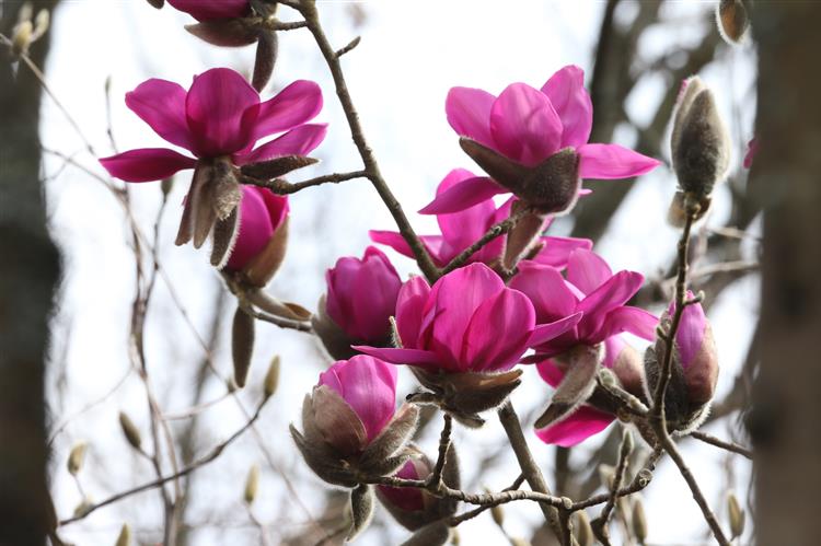 Magnolia Kevin Hughes <a href="/CallyKevin/">Cally Gardens and Kevin Hughes Specialist Plants</a>