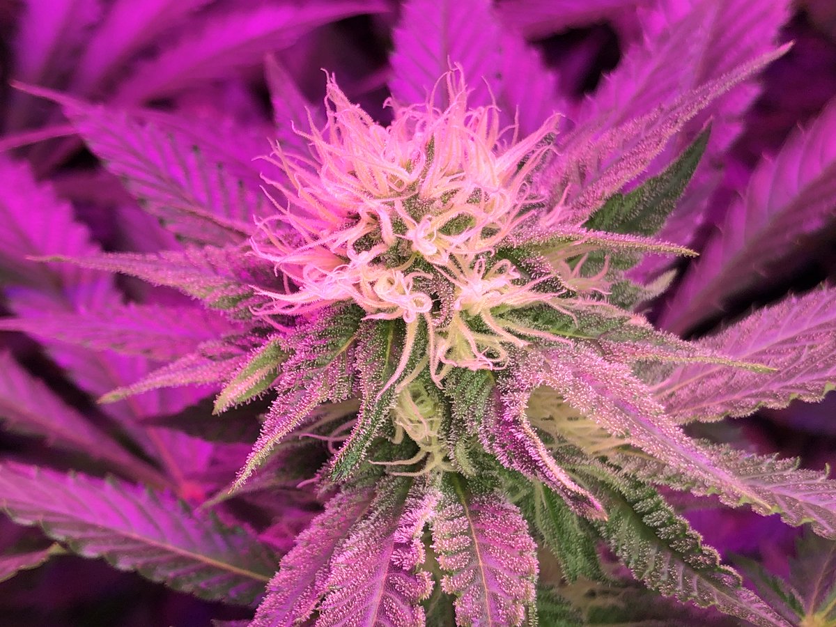 GreenAcresOKC's tweet photo. This new fully #organic, dirt grown Mama Mia harvest is going to be 🔥! Reach out for pricing and availability!
#oklahomacannabis #cannabiscommunity #mmjpatient #mmjokc #okcannabis #medicalmarijuana #oklahomadispensary #craftcannabis #marijuanagrowers #oklahomacannabiscommunity https://t.co/RlqyP4JqNE
