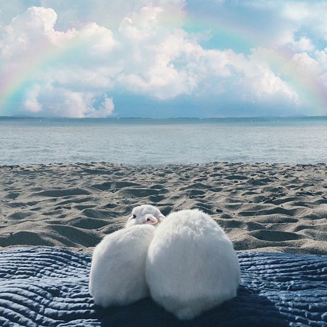 Veryfatrabbit's tweet photo. Billie Holiday- I’ll be seeing you (1944) https://t.co/Qht1FaUMMy https://t.co/6kN7U25Opv
