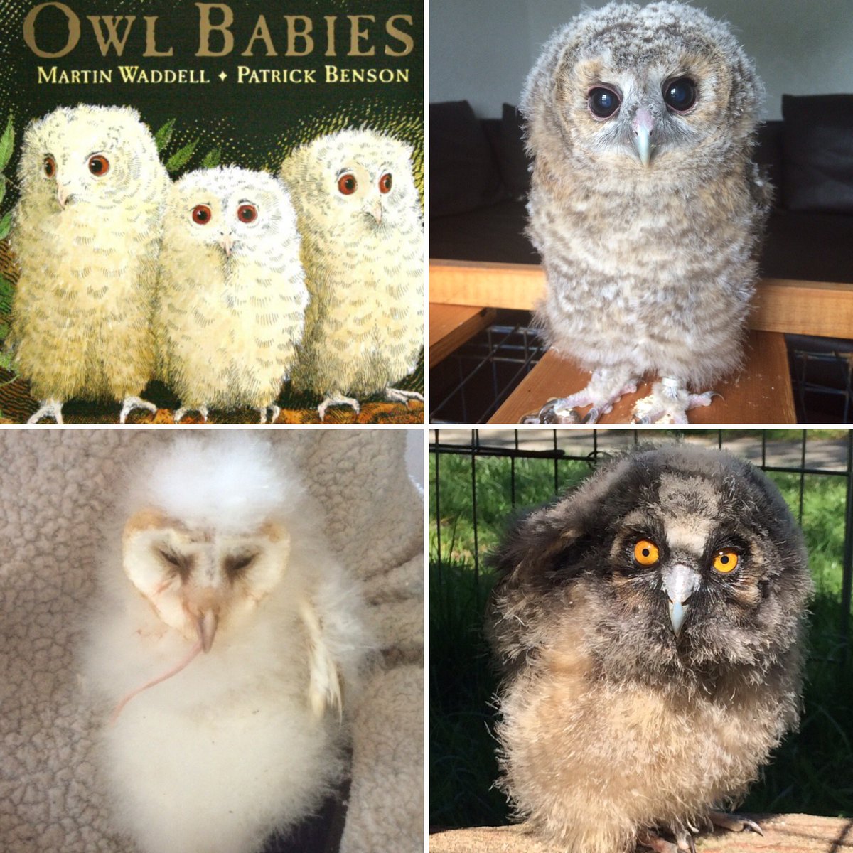 BritishBirdsofPrey tweet media