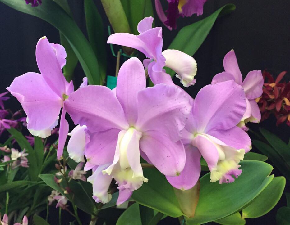 San Francisco Magazine Events tweet media