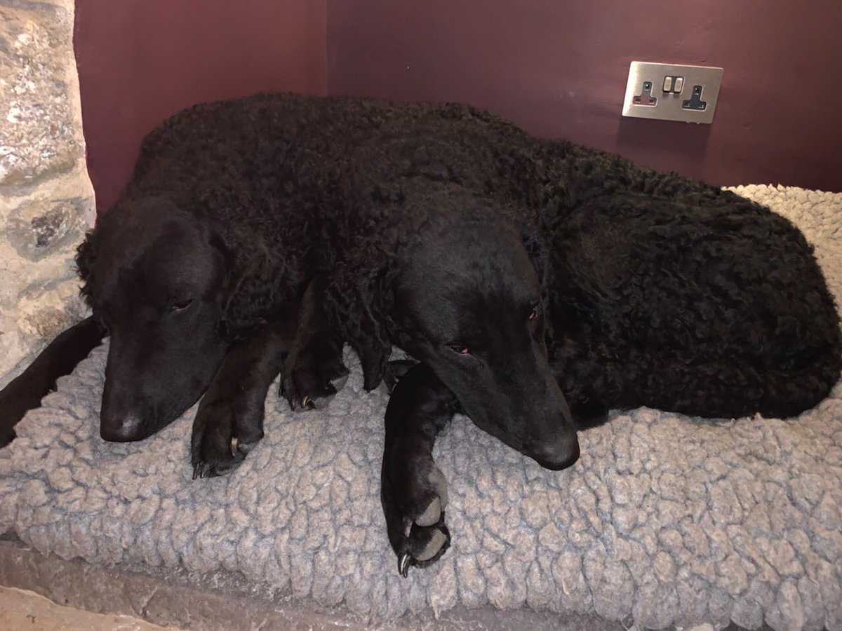 johnoldvet's tweet photo. Curly coats relax#crufts https://t.co/7IjRWE251X