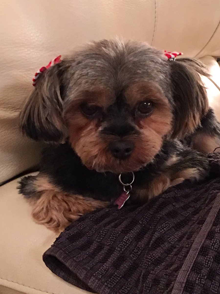 How can this not make you smile. #Crufts