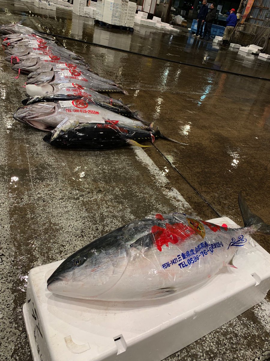 マグロの養殖生け簀に紛れ込んだブリ みにくいアヒルの子 的な 話題の画像プラス マグロの養殖生け簀に紛れ込んだブリ みにくいアヒルの子 的な 話題の画像プラス