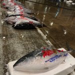 マグロの養殖生け簀に紛れ込んだブリ…!『みにくいアヒルの子』的な？？!