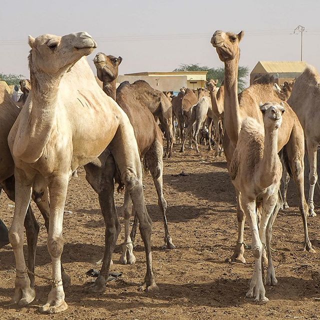 Meriharakka1's tweet photo. Camels in Nouakchott #camel #kameli #nouakchott #mauritania #mauretania #matkablogi #igtravel #nelkytplusblogit #thisisafrica #africa #afrikka #twitter https://t.co/JkRkJSVnTu https://t.co/OUHLvAZfjh