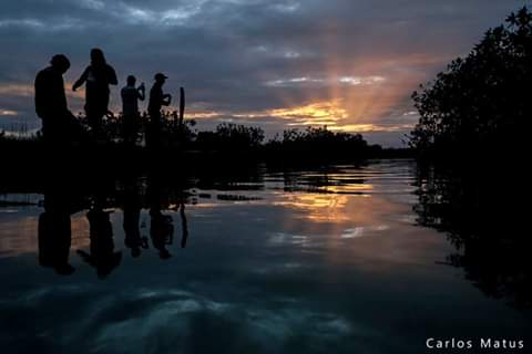 YeanetZaldo's tweet photo. Los bellos manglares caribeños, desde la fina perspectiva del fotógrafo #CarlosMatus. #QuintanaRoo, #CaribeMexicano https://t.co/VCDm4aYbsM