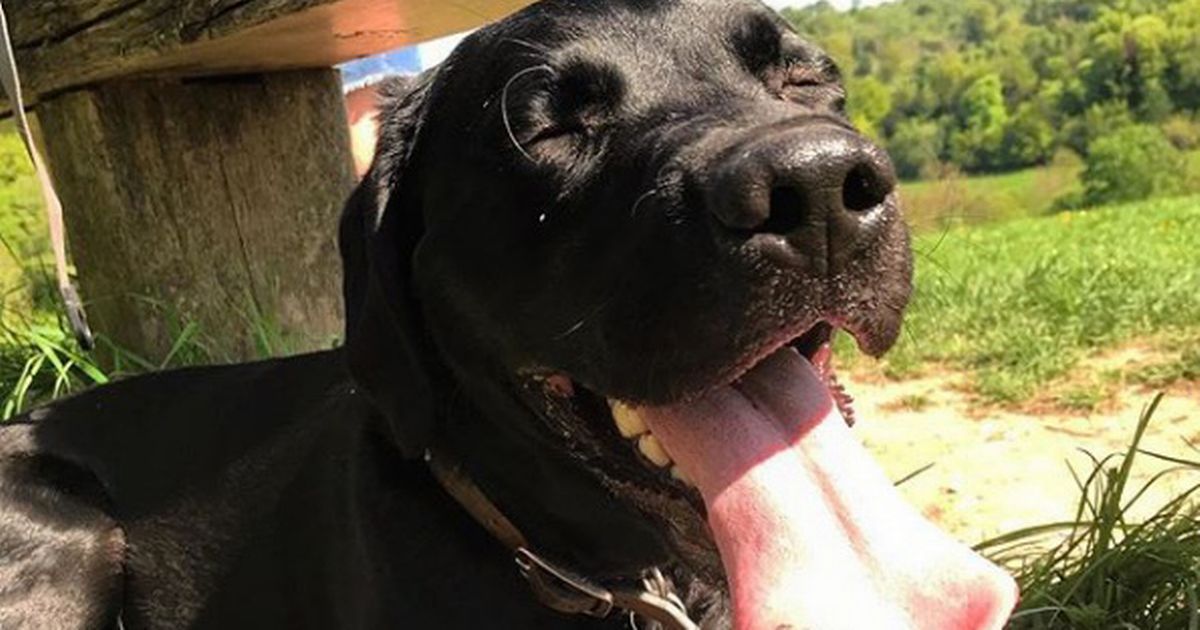 HaygateV's tweet photo. Britain's top 100 favourite dog breeds - as voted for by the public
#dogs #cute 
https://t.co/Ptd1GvPbb5 https://t.co/FYWNFnyxEc
