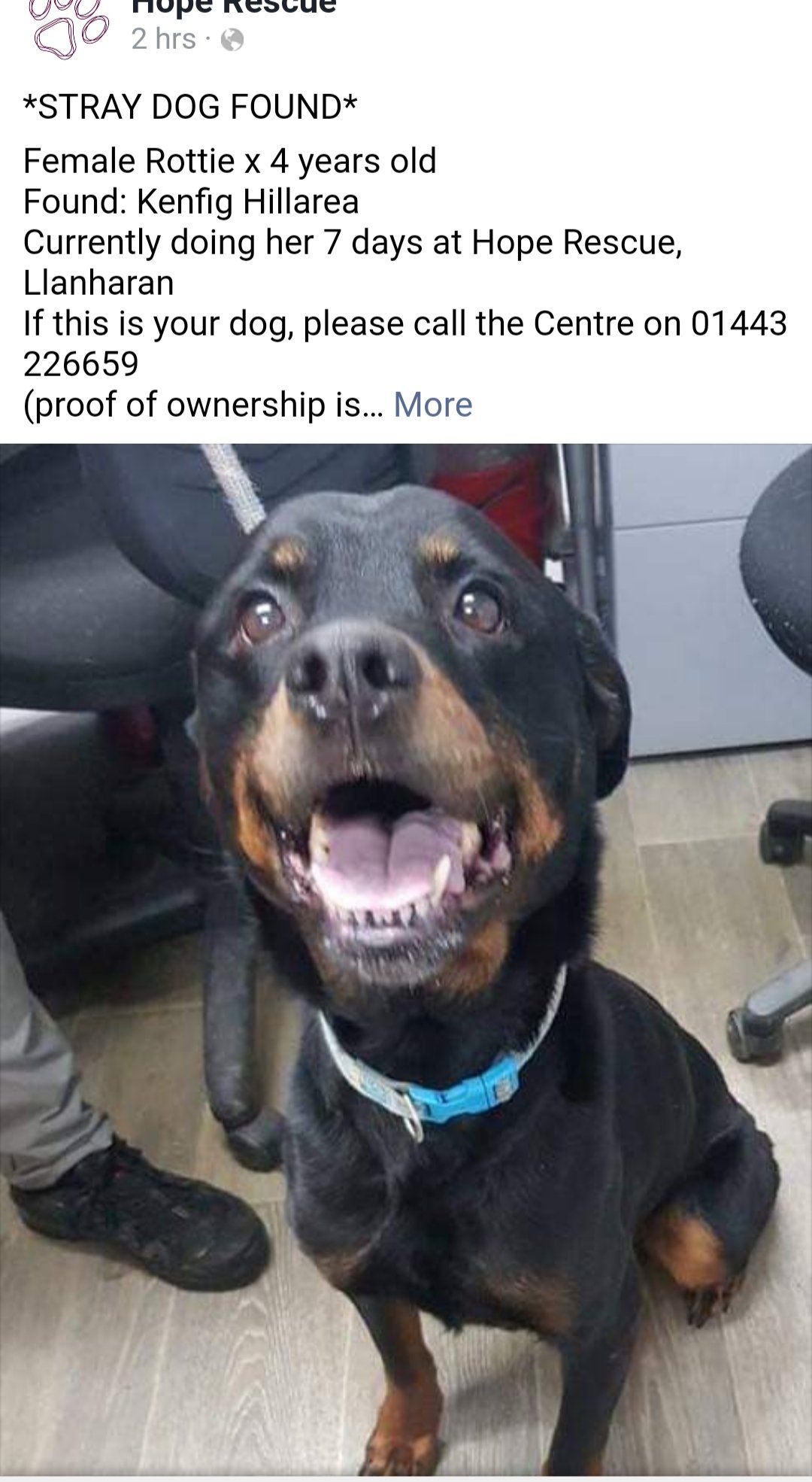 found rottweiler