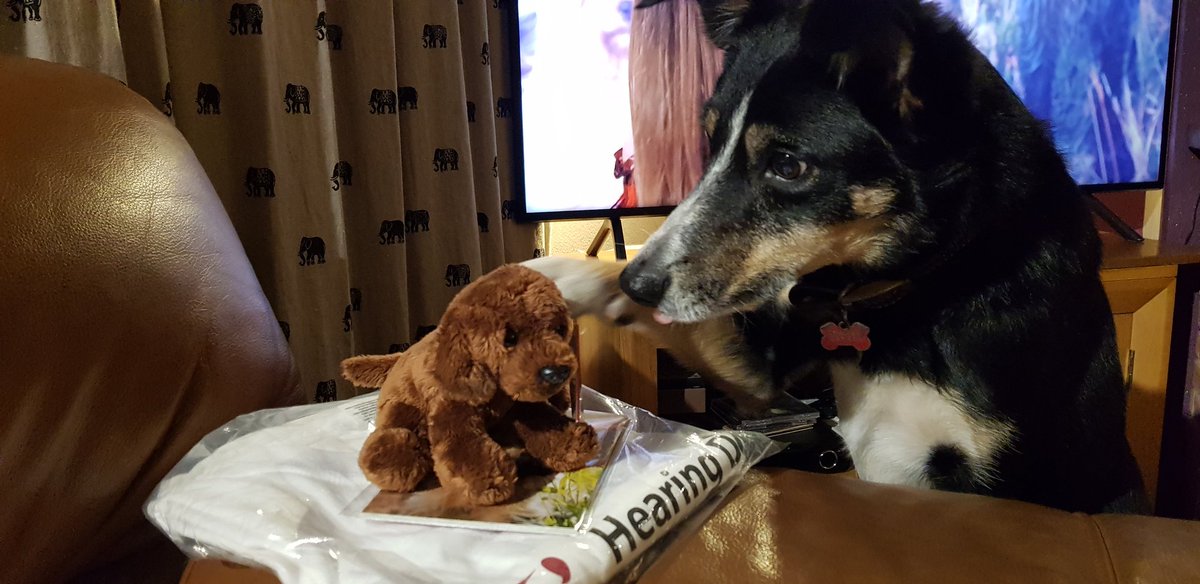 Just got home from <a href="/Crufts/">Crufts</a>. One of my collies, Millie is fascinated by a toy dog I bought home. <a href="/Channel4/">Channel 4</a>
