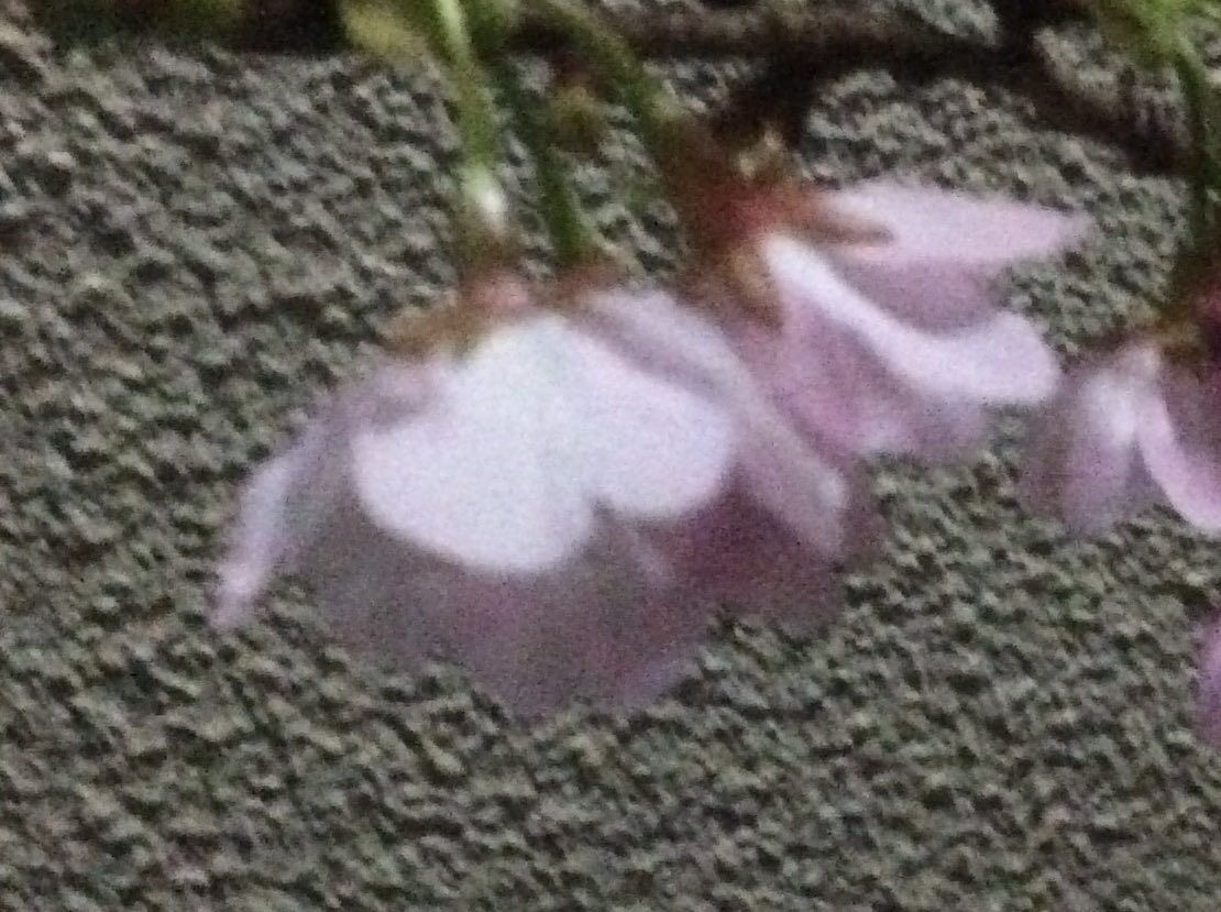 さやえんどうの日 さやえんどうの日
