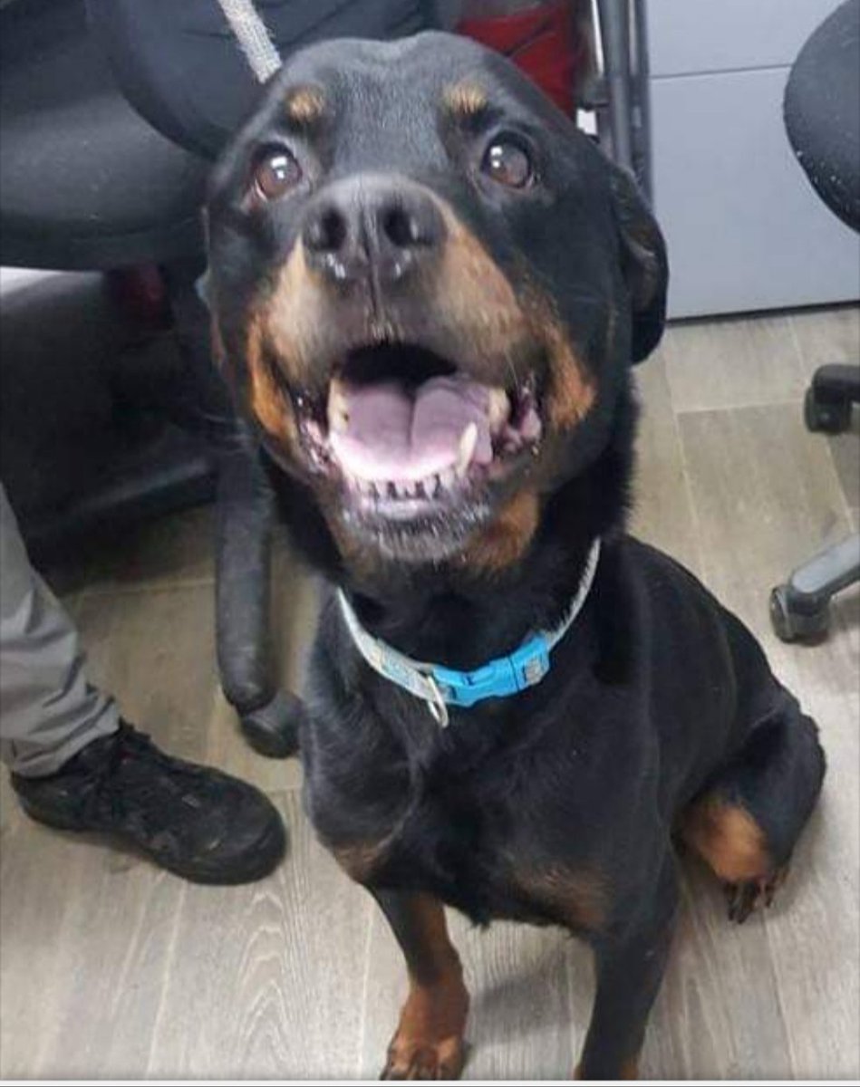 found rottweiler