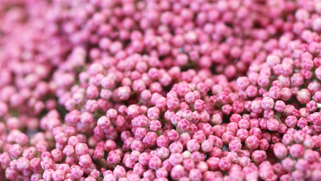 Our Esmeralda Farms Pink Rice Flower is endlessly beautiful🥰 #flower #pink