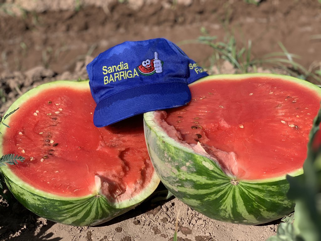 semillasfusari's tweet photo. Sandía Barriga 🍉🍉 #origeneseeds #semillasfusari @MotiShmueli @JuanjoMM https://t.co/MxSMGuoHgx