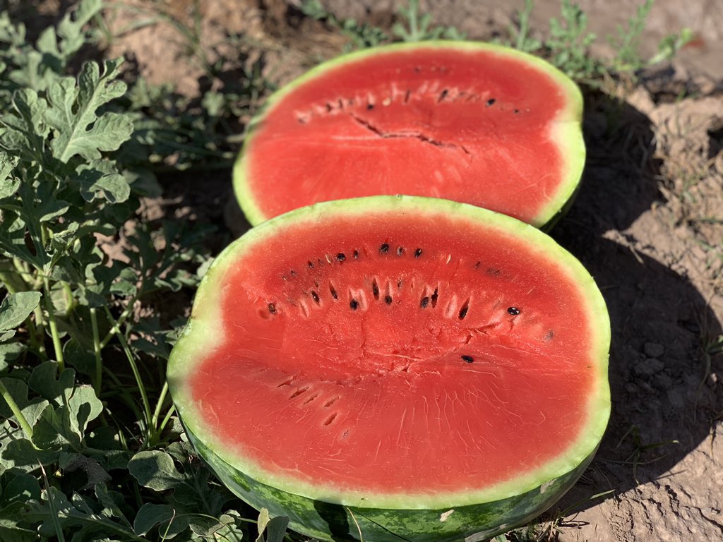 semillasfusari's tweet photo. Nuevos materiales de sandías #origeneseeds #semillasfusari @MotiShmueli @JuanjoMM https://t.co/viftIrV7UD