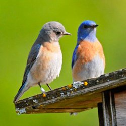 BeebeMiddle's tweet photo. If your student participated in the recent Bluebird House Project at Beebe Middle School we would like to have a picture of the installed house along with the student that built it!  Email the picture to:  johnny.belew@badger.k12.ar.us
#BPRD
#UnlockYourPotential https://t.co/Hpn91fcQzr