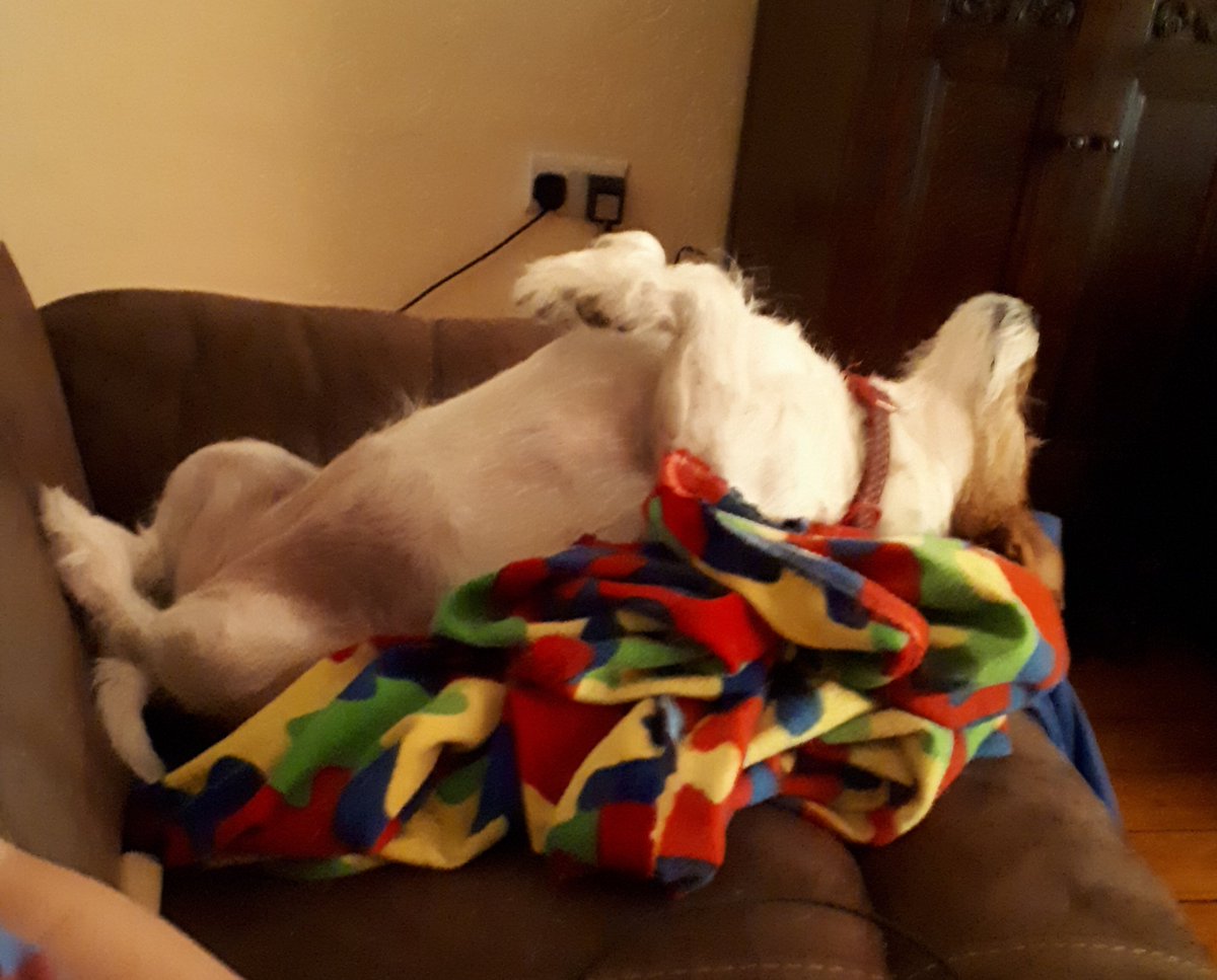 TammyBrown101's tweet photo. Worn out after watching agility on #Crufts2019 https://t.co/37ifOjUp73