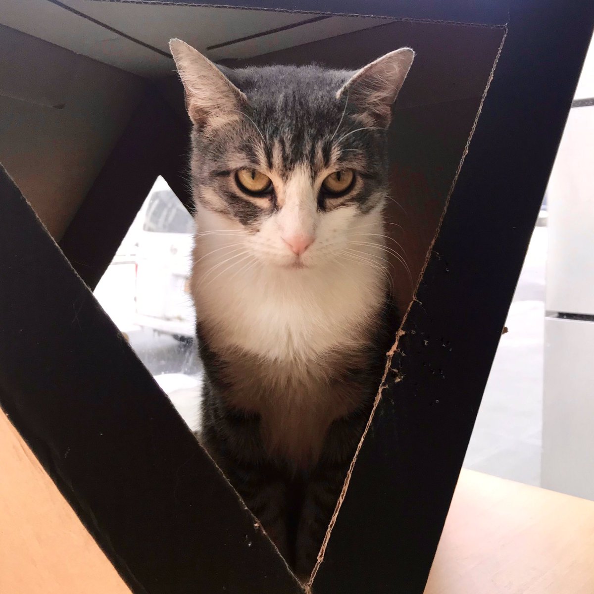 When you’re being told to smile 😾 (this is Ramen Noodle and she is up for adoption)