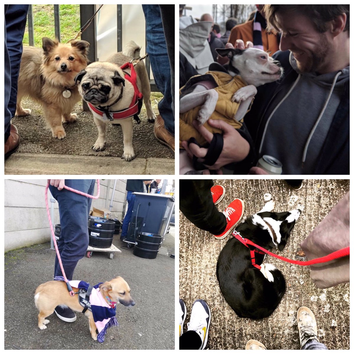nonleaguedogs's tweet image. The dogs of @DulwichHamletFC 100% need to get back there! 📸 @Blitzwalker @MattLostBoyo @LadiesALeague @petecamp164