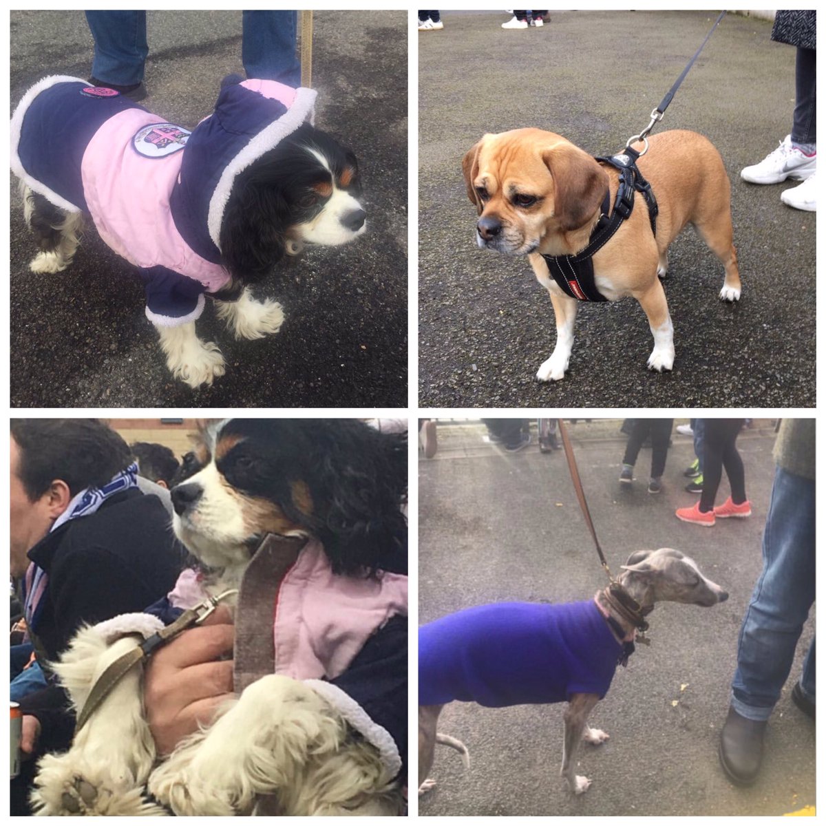 nonleaguedogs's tweet image. The dogs of @DulwichHamletFC 100% need to get back there! 📸 @Blitzwalker @MattLostBoyo @LadiesALeague @petecamp164