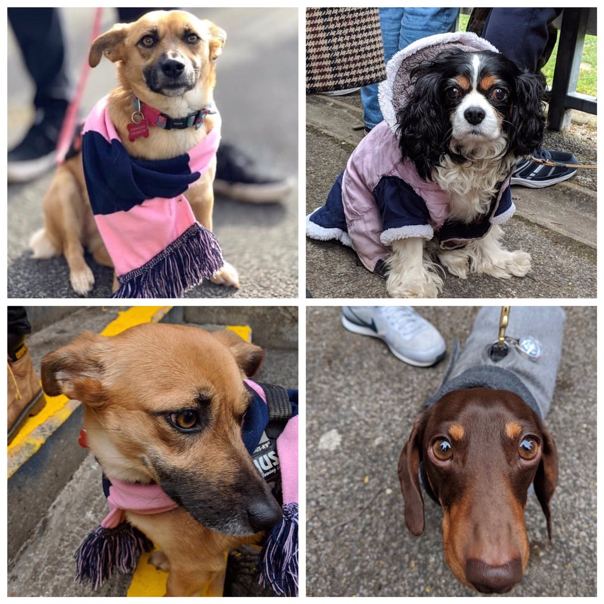 nonleaguedogs's tweet image. The dogs of @DulwichHamletFC 100% need to get back there! 📸 @Blitzwalker @MattLostBoyo @LadiesALeague @petecamp164
