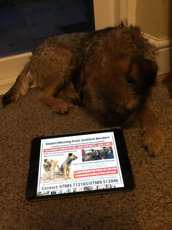 handsnpaws64's tweet photo. Supporting lost dogs Beetle and Ruby https://t.co/vwOWssLYZq
