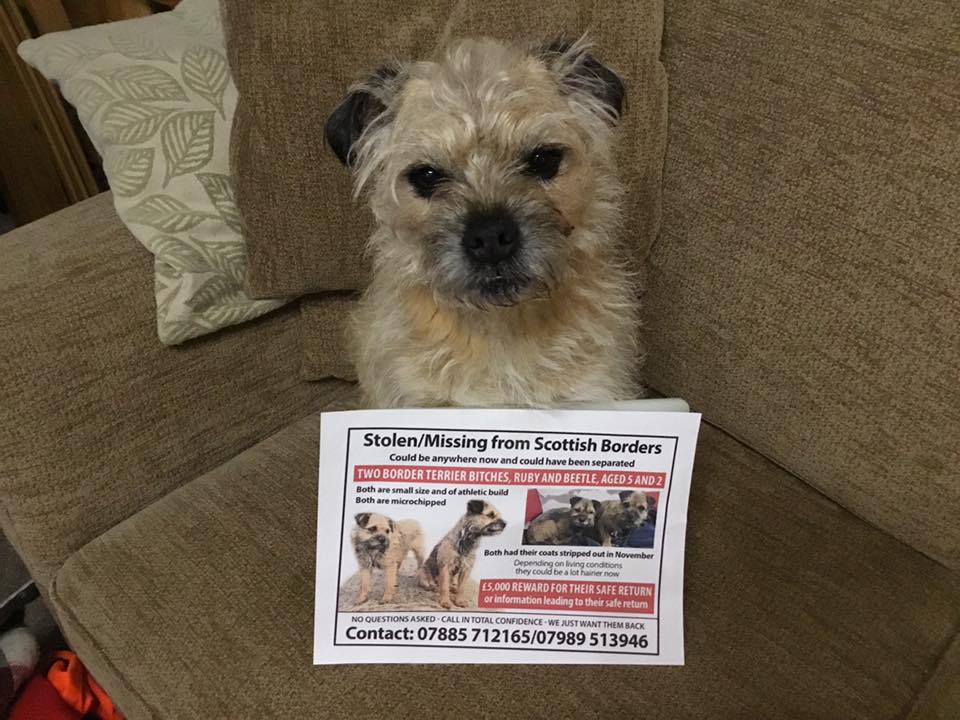 handsnpaws64's tweet photo. Supporting lost dogs Beetle and Ruby https://t.co/vwOWssLYZq