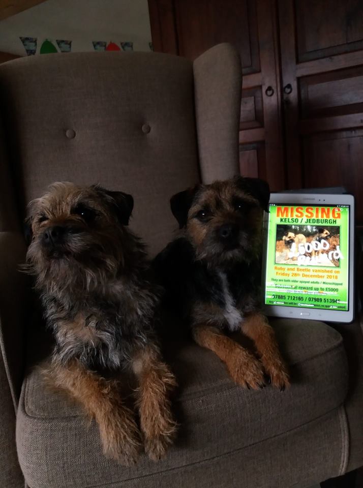 handsnpaws64's tweet photo. Supporting lost dogs Beetle and Ruby https://t.co/vwOWssLYZq