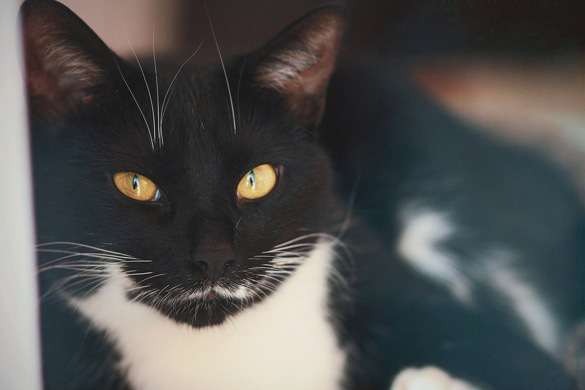 petitelucylouu's tweet photo. My mom got her camera out today! #CatsOfTwitter #petsofottawa #kitty #cats https://t.co/pPHqASJYNN