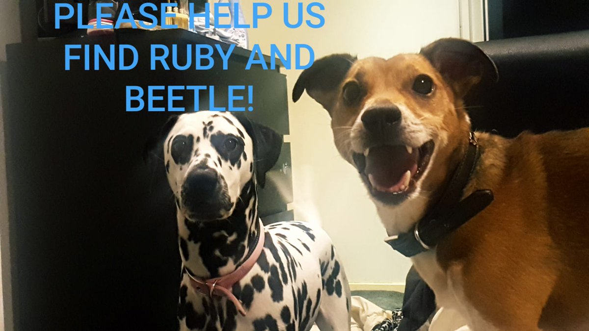 handsnpaws64's tweet photo. Supporting Beetle and Ruby https://t.co/djKXKLAOU5