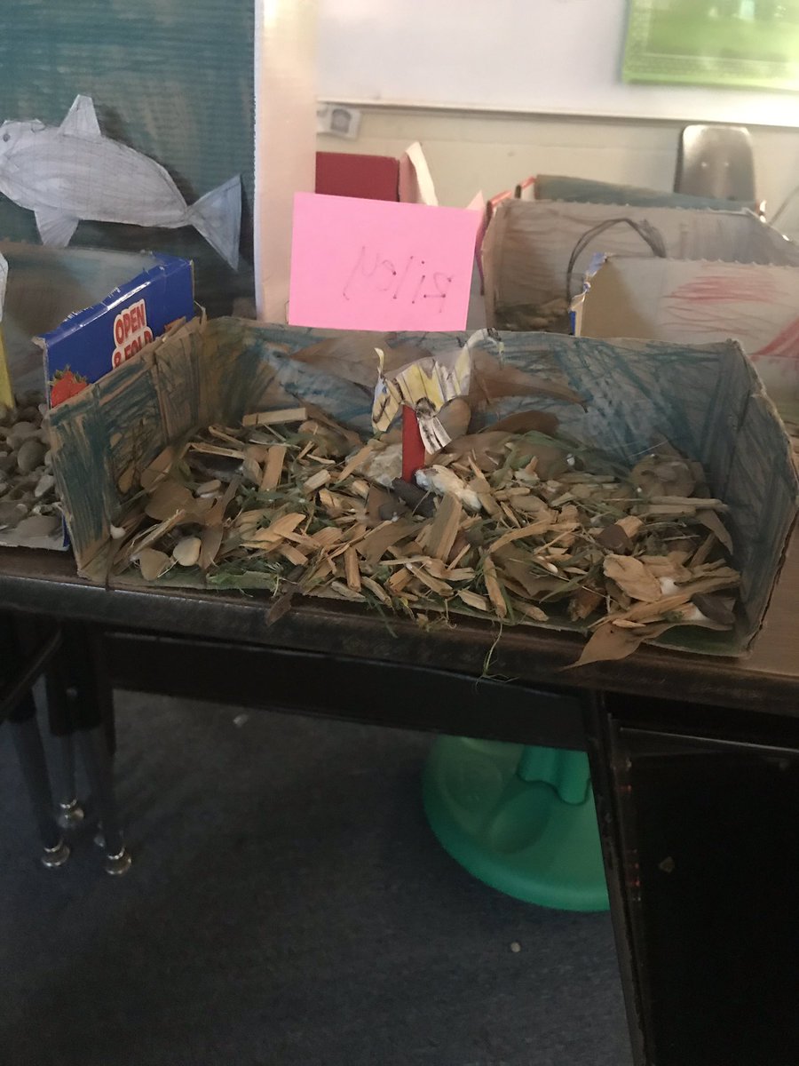 KaylaMascorro's tweet photo. Loved watching all their creativity coming out during their habitat projects! @jccaldwell72 @WinonaTXElem https://t.co/CSnojVSOkL