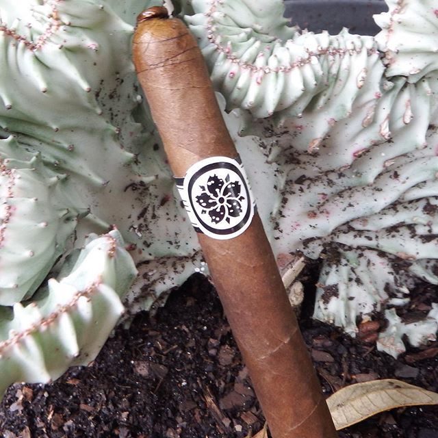 CheapHumidors's tweet image. Room 101 Master Collection 3 #Lancero. Excellent stick by Matt Booth. Love the #pigtail cap!
#MattBooth #Room101Cigars #LanceroLove #cigaroftheday #cigarappreciation
