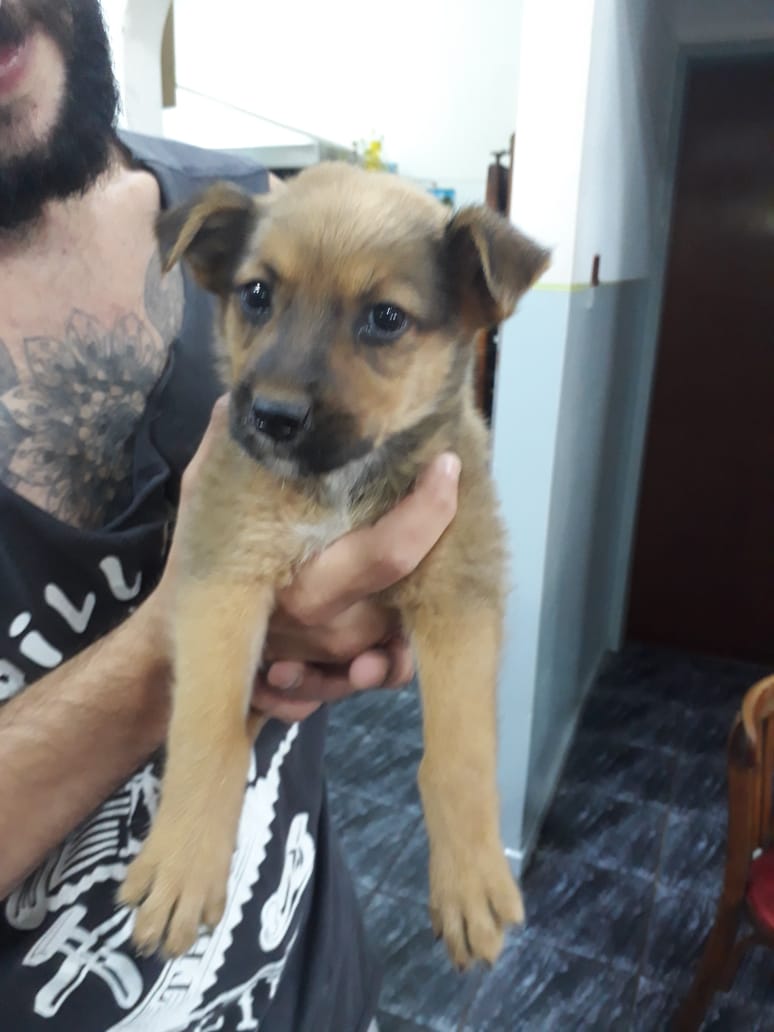 🦊 𝕃𝕦𝕔𝕚𝕠 🦊
Este mini zorrito fue rescatado hoy, parece estar super sano y activo.
Debe rondar los 3 meses y pueden ir poniéndonos formulario 😍
No se ustedes pero yo me babeo de amorrr 🤤