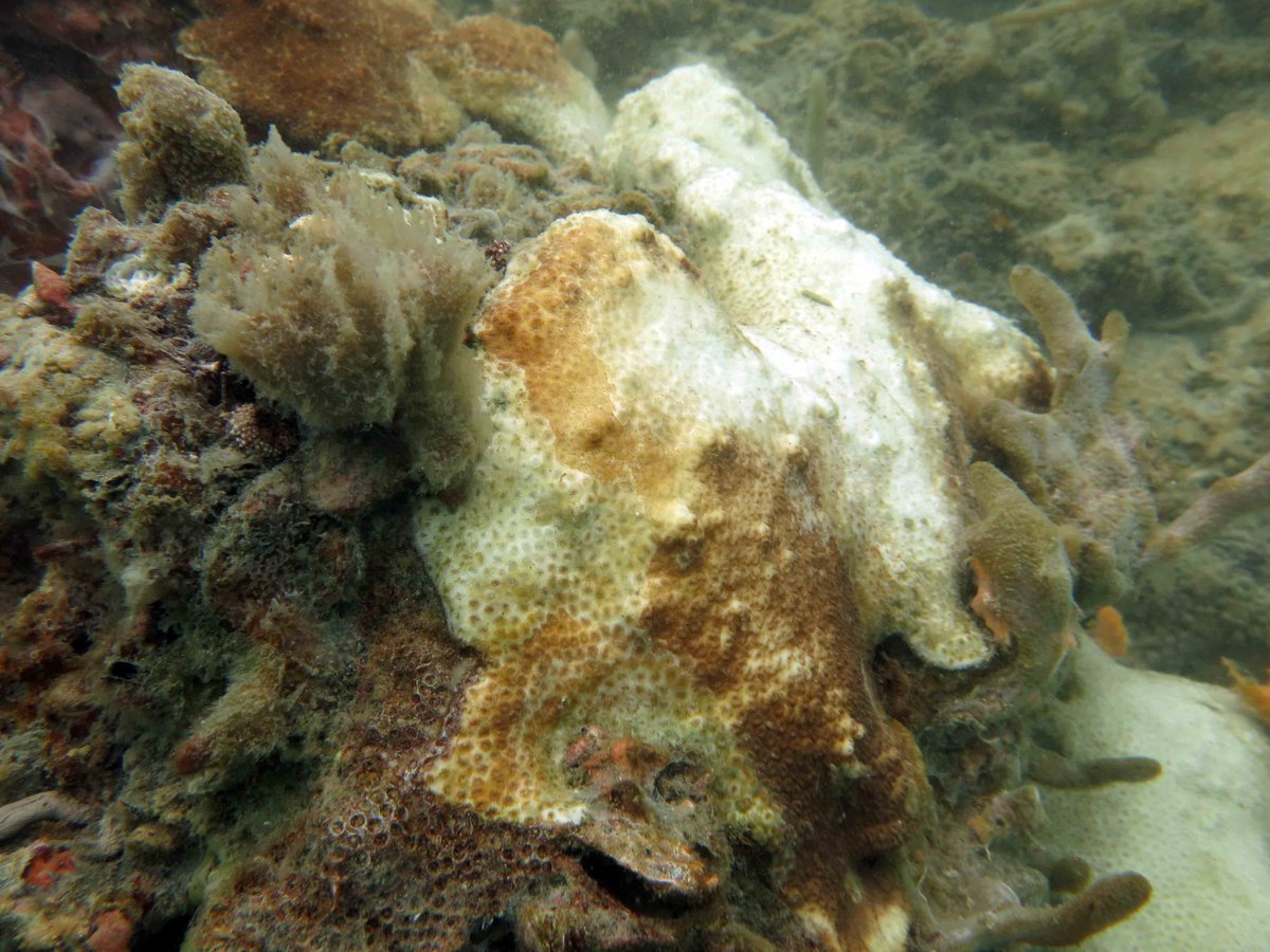 MaggieDJohnson's tweet photo. Exciting news! I'm looking for a motivated undergrad/recent grad) for a PAID summer INTERNSHIP with ME at the Smithsonian, Fort Pierce doing hypoxia experiments with corals. Please spread widely- esp to those unable to work w/o pay! Deadline April 1st, details below. https://t.co/d9zpLz7Tfo