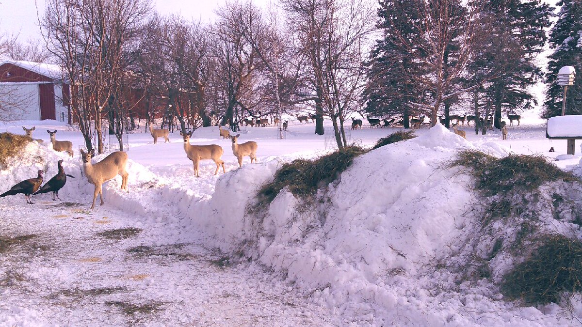 Recent photo from a Lyon Cty #MAPPumn site. With turkey &amp; 25+ deer visiting in the winter months, we hope our #habitat #installations attract just as many #pollinators &amp; natural enemies in the summer months. Thank you landowners for keeping watch over these #restoration efforts!