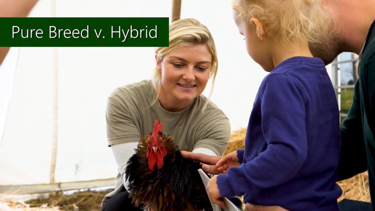 3️⃣days to go until the reveal! 🐓🐣🥚🐔🐥 #Chickens #bantams #poultry #chicks #hens #cockerels #burygreenpoultry