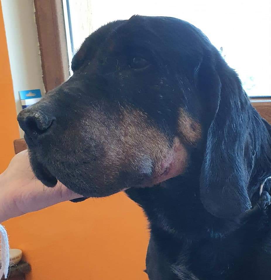 RSDR's tweet photo. Ragnar is home and he is totally fine. He had his abcess drained and rinsed out. He is still on antibiotics for a few days. He was a real trooper.♥️🐶 #rescuedog #rsdr #toothproblem #bravedog https://t.co/acSQAtdSgW