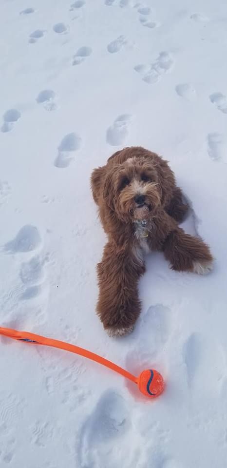 KendaSummers's tweet image. Fun outside on this cold day with this face! #throwtheball #thoseeyes #energyoverload