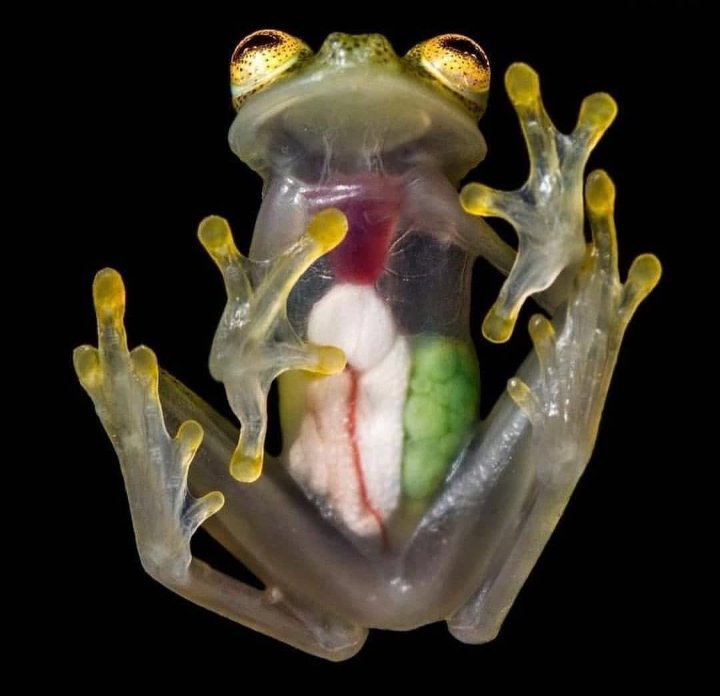 RevistaVuelve's tweet photo. #DatoCurioso
Las ranas de cristal de Sudamérica, y Centroamérica. Los expertos dicen que, esta evolución cutánea puede ser un medio para evitar a los depredadores.
Lo curioso es que pertenece al 0.2% de las especies de anfibios que tienen un corazón visible a través de la piel. https://t.co/X251lBiOP0
