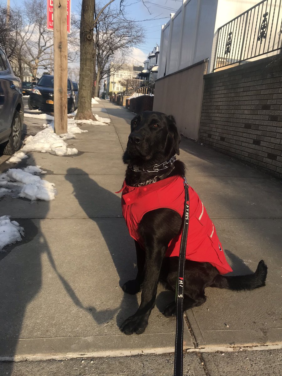 pandcpetcare's tweet photo. Such a regal boy. 👑 #dogs #dogstagram #regalpups #regaldogs #kingsoftheday #kingoftheday #dogsofinsta #mixedbreeds #rescuedogs #rescues #shadow #preciousandcompany #DogsofTwittter #pupsoftwitter #DogsofTwitter https://t.co/IGlZ7wDDoQ