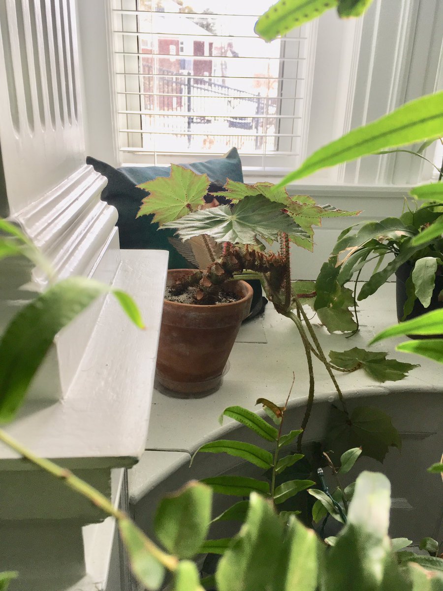 OctopusSleeping's tweet photo. The Octopus’s Garden is throughout. https://t.co/aLOGHjryDD