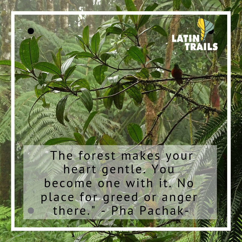 Latintrails's tweet photo. The Amazon Jungle is a great getaway for escaping the routine! 
Check out this tour >> https://t.co/vEisgfyuwp
#AmazonCruises 
#Amazon 
#AmazonForest 
#AmazonJungle 
#Amazonia 
#TraveltotheAmazon https://t.co/HzOKrgTkOD