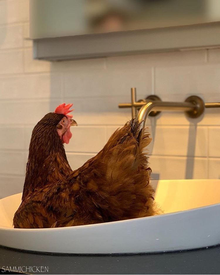 KSSDenver's tweet photo. It's always a good time at the KSS Denver showroom, we never know who might pop in for a visit! 😅 #TBT to the other week when @SammiChicken stopped by for a visit! The #Kohler Veil Sink looks like the perfect nesting size, don't you think? 🤗 #kssdenver #chickens #interiordesign https://t.co/UDb3a328VK