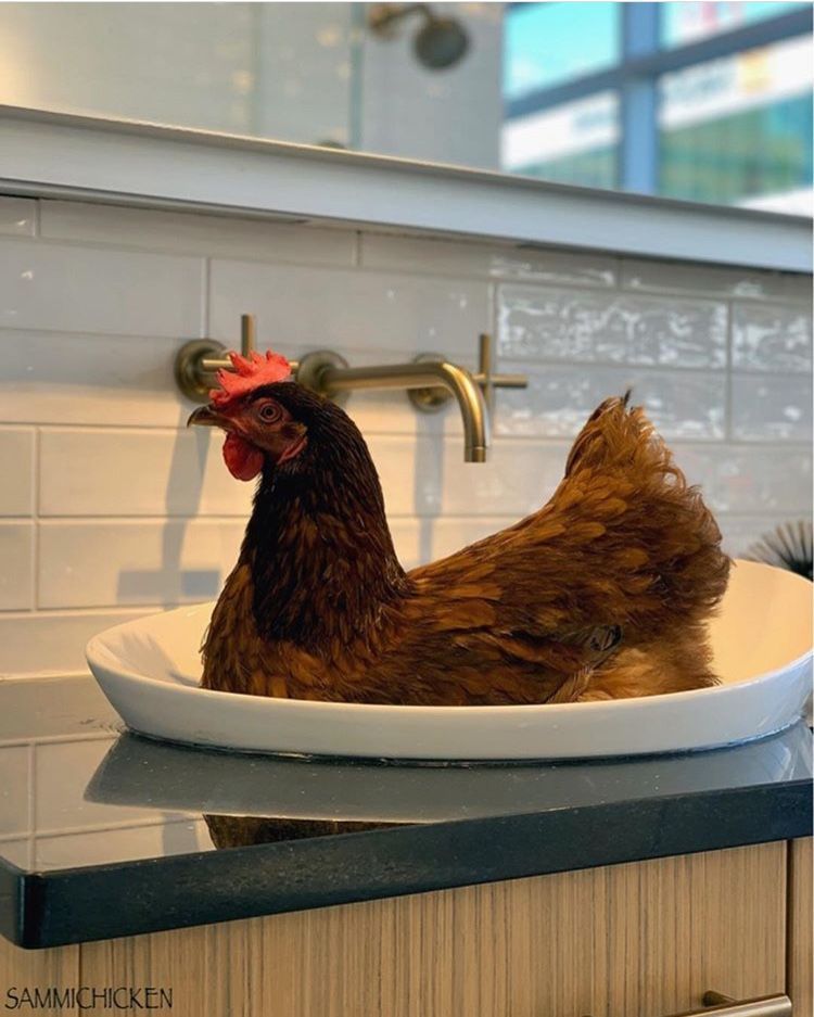 KSSDenver's tweet photo. It's always a good time at the KSS Denver showroom, we never know who might pop in for a visit! 😅 #TBT to the other week when @SammiChicken stopped by for a visit! The #Kohler Veil Sink looks like the perfect nesting size, don't you think? 🤗 #kssdenver #chickens #interiordesign https://t.co/UDb3a328VK