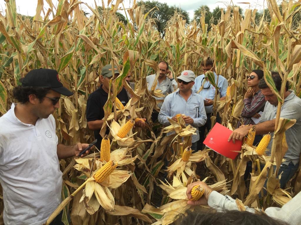lgsemillas's tweet photo. Seguimos en el #CornTour @Limagrain - @SURSEM_SEMILLAS por la zona Núcleo. San José de la Esquina. #Hayequipo #vamosJuntos https://t.co/qycdsSJcwy