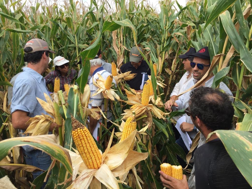 lgsemillas's tweet photo. Seguimos en el #CornTour @Limagrain - @SURSEM_SEMILLAS por la zona Núcleo. San José de la Esquina. #Hayequipo #vamosJuntos https://t.co/qycdsSJcwy