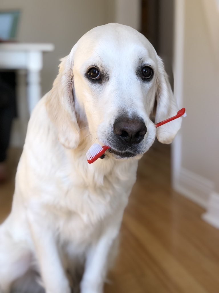 SuavesLomitos's tweet photo. Nunca olbides labar tus dientes después de komer we 🐶 https://t.co/tncus6E5Eq